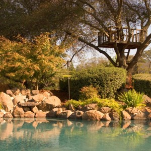 Piscine-nature-albero-1